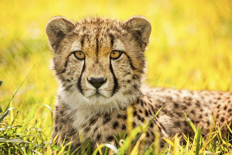 Wildlife Watching: Best African Safaris